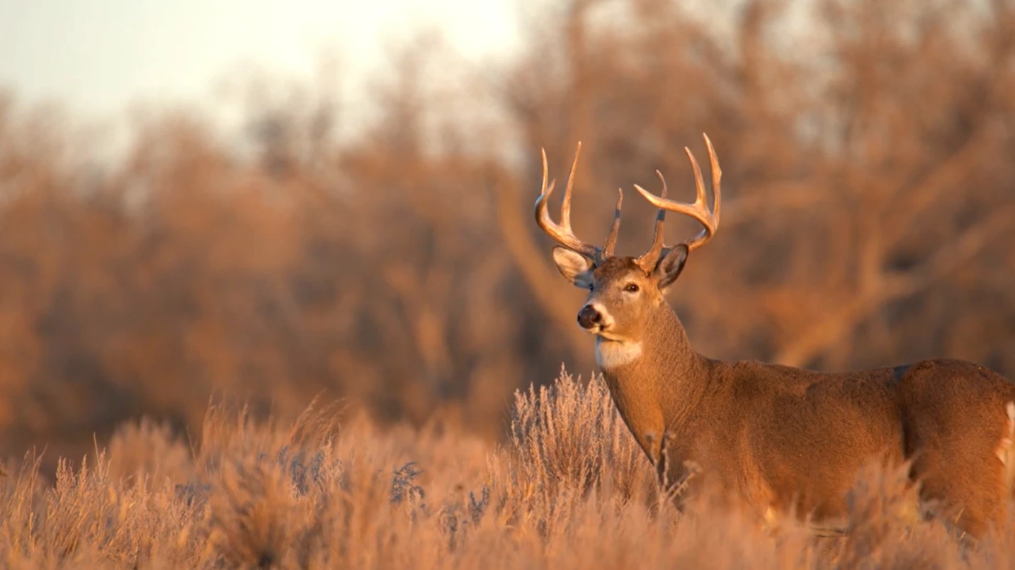 Mule Deer in the wild