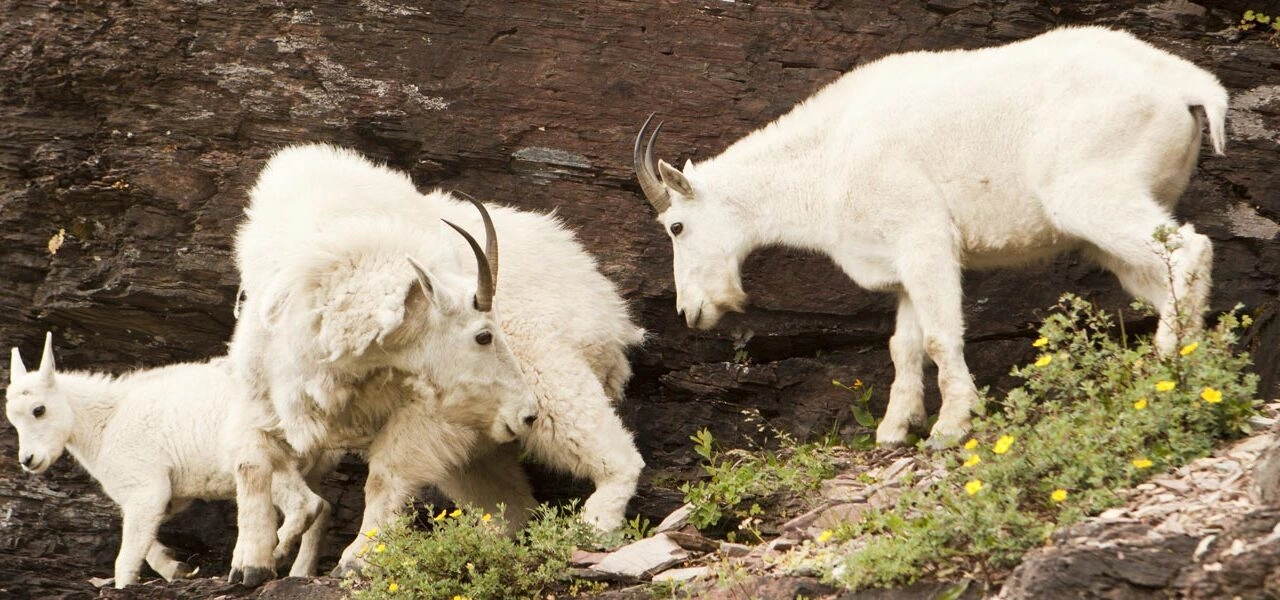 Montana Mountain Goat
