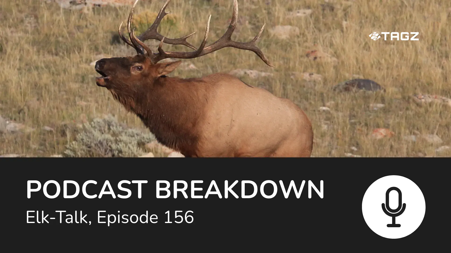 Insights from Elk Talk Podcast: Late Season Elk Behavior